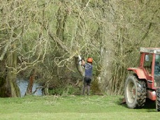 Coppicing by the river