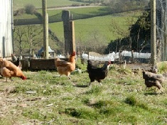 Hens in the sunshine