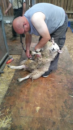 Perky, the first sheep to be shorn.
