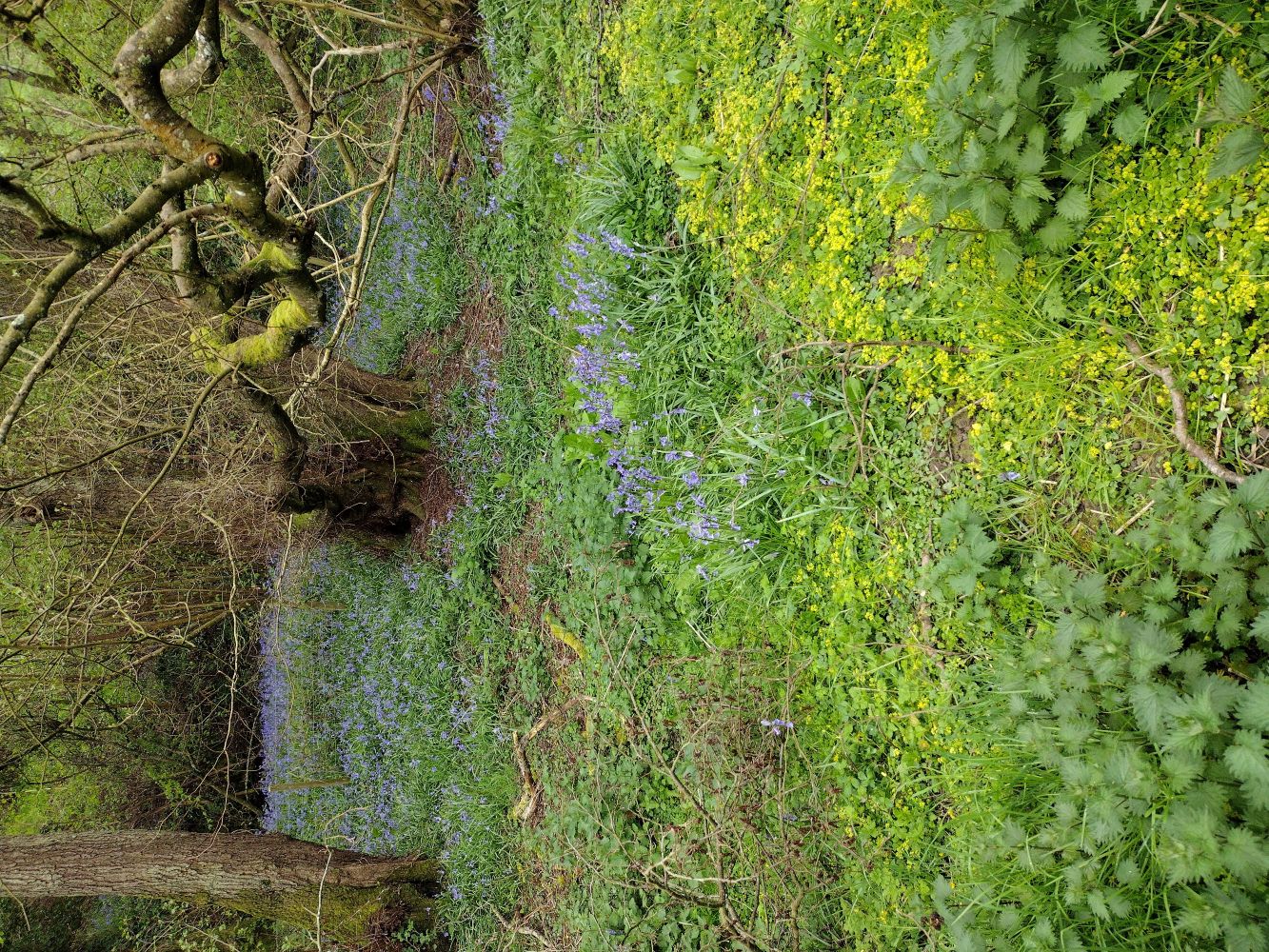 Bluebells in the Dingle