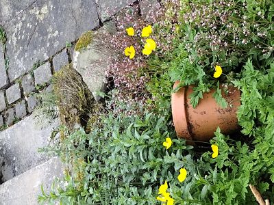 Picturesque flower pot
