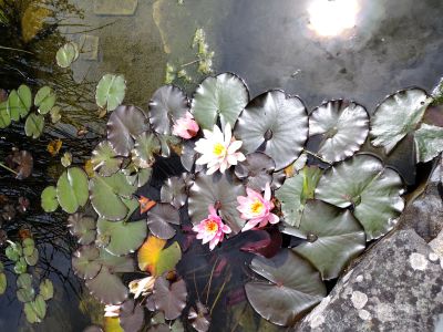 Lilies on the pond in Xidong garden