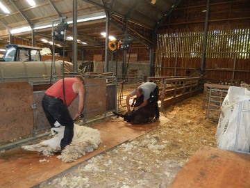 John and Simon shearing inside this year - too hot outside