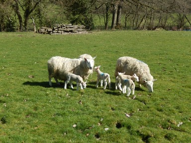 Ewes and lambs out to enjoy the sunshine at last