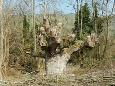 Pollarded oak