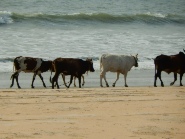 Goan cows on the beach