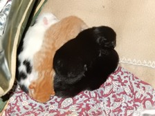 Goose's latest kittens
