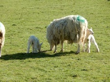 First lambs