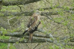 Young red kite