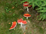 Toadstools in the woods