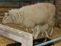 First lambs