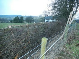 Pleached hedge