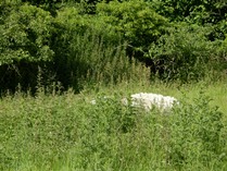Sheep in hiding