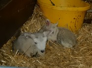 The first two lambs.
